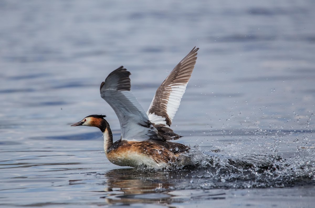 Птица летучая поганка чомга