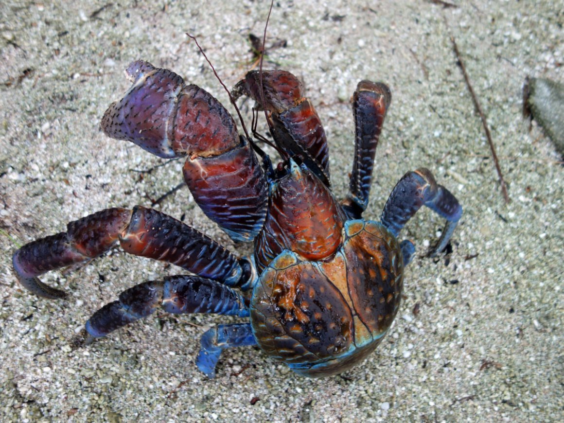 Пальмовый вор Австралия