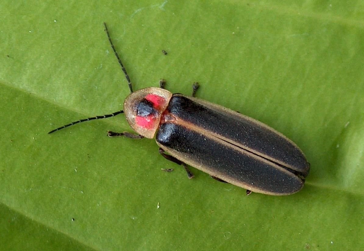 Светлячок Жук