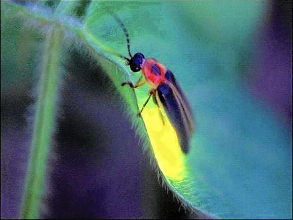 Фотурис Жук