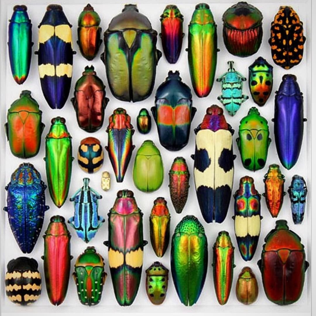 Жуки коллекция