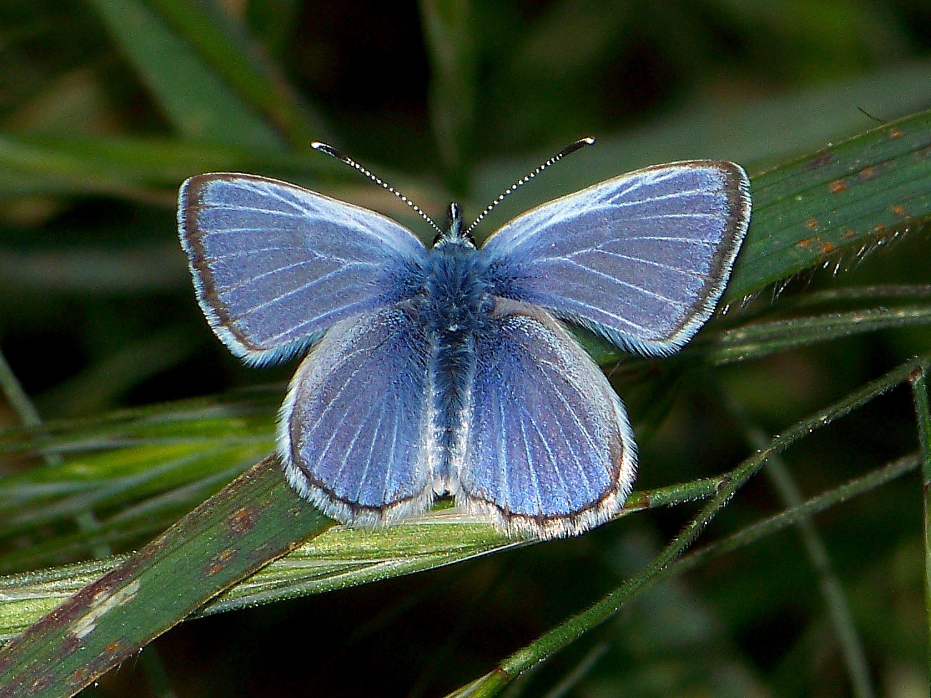 Бабочки голубянки чудесной. Палос Вердес синий. Палос Вердес синий бабочка. Бабочка Махаон голубянка Аполлон. Синий Махаон бабочка.