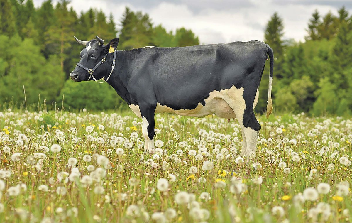 Черно-пестрая порода коров