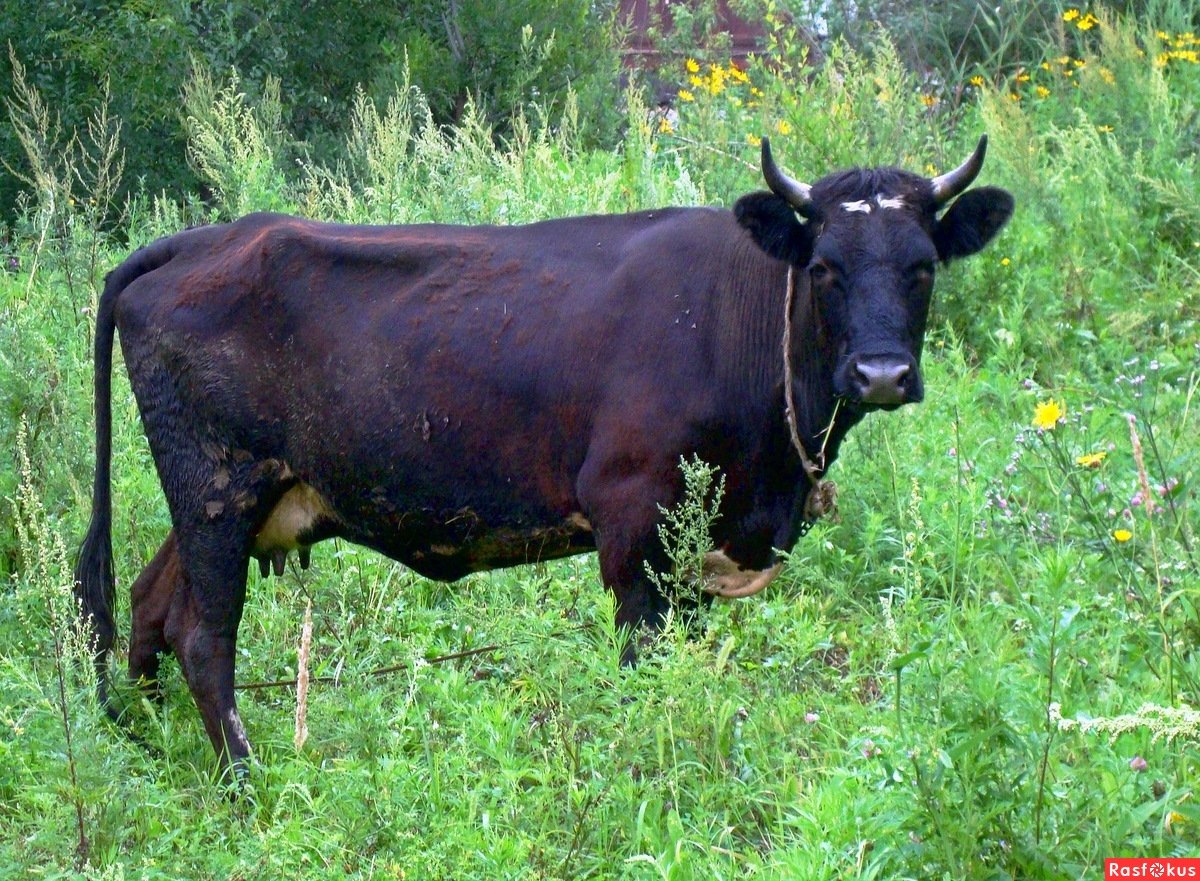 Породы черных коров