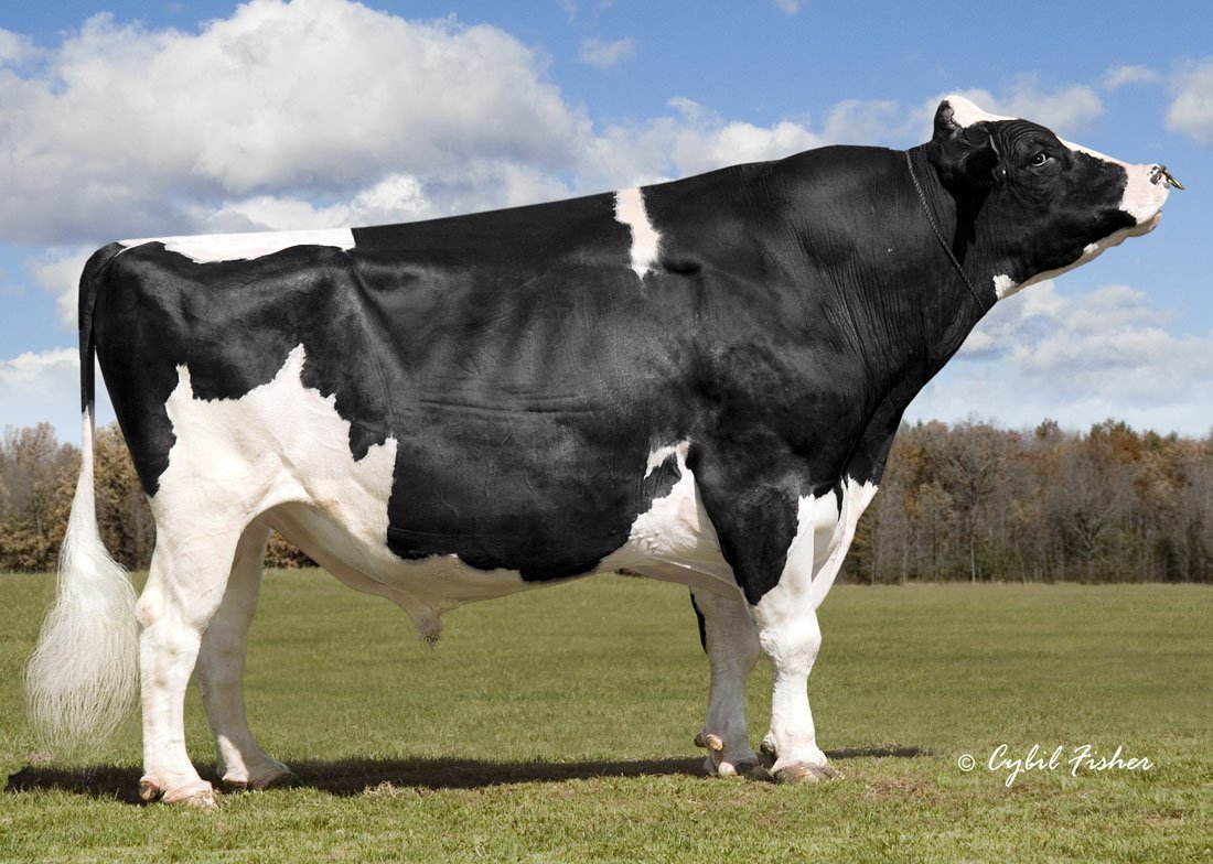 Голштинские коровы быки