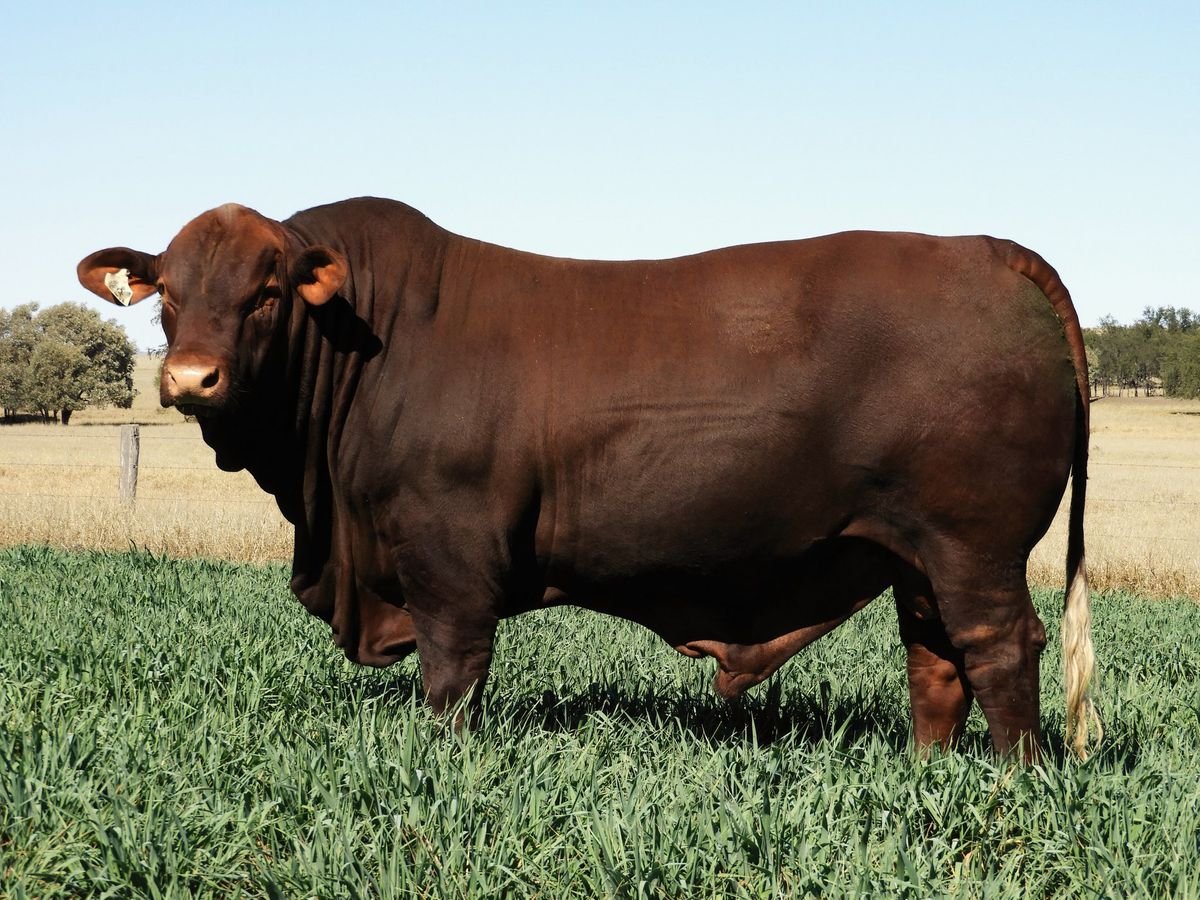 Санта Гертруда