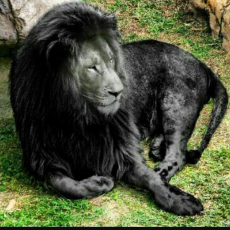 Черный тигр меланист