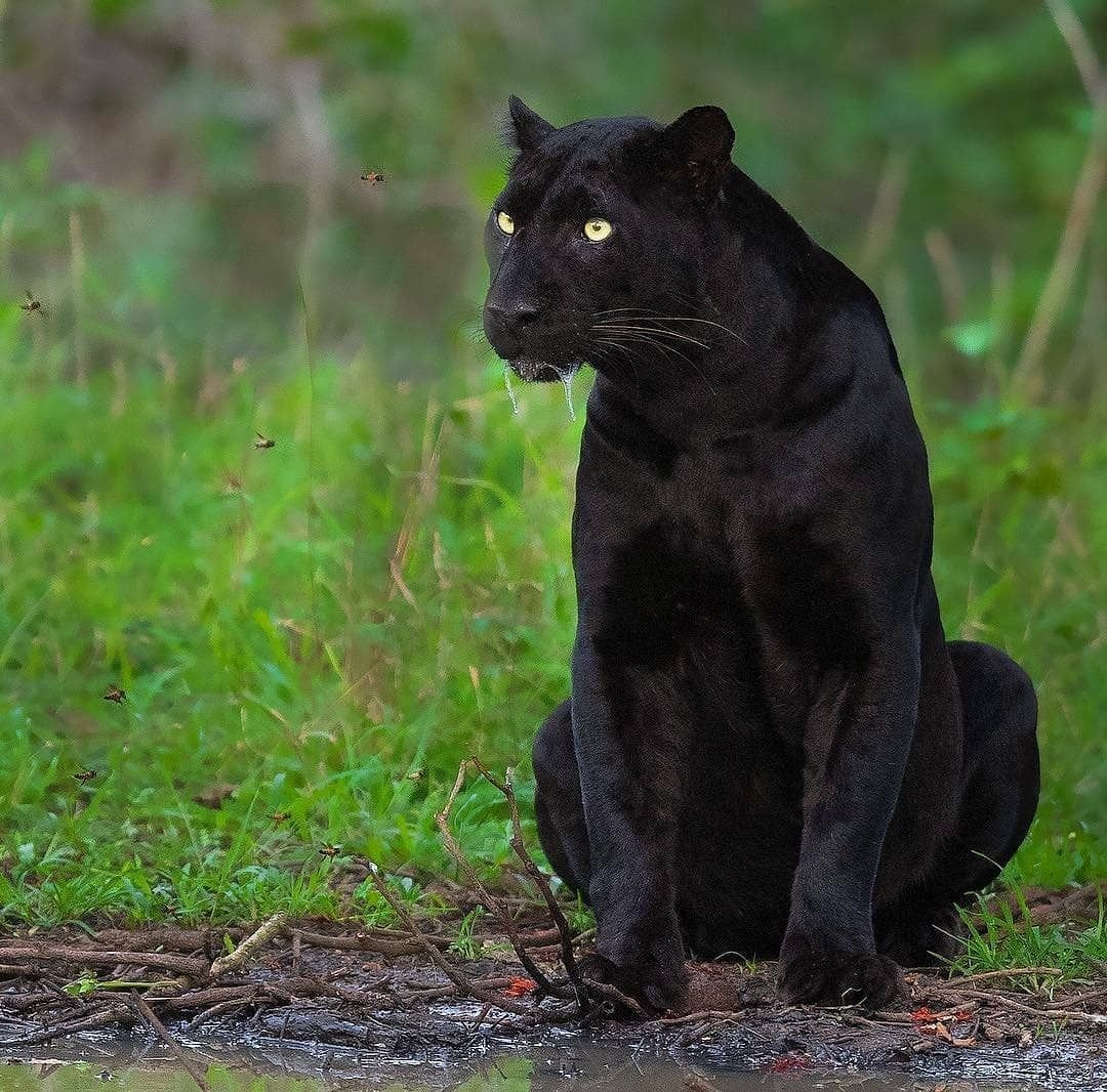 Ягуар меланист самец