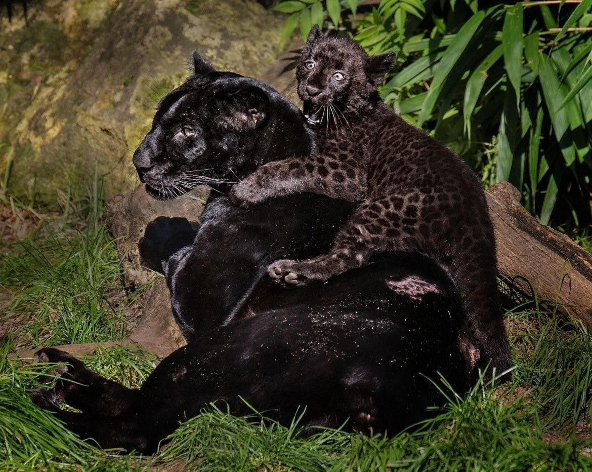 Ягуар меланист детеныш