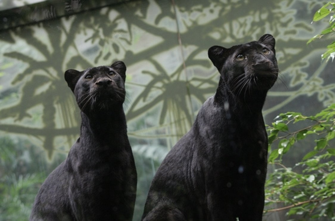 Две черные пантеры