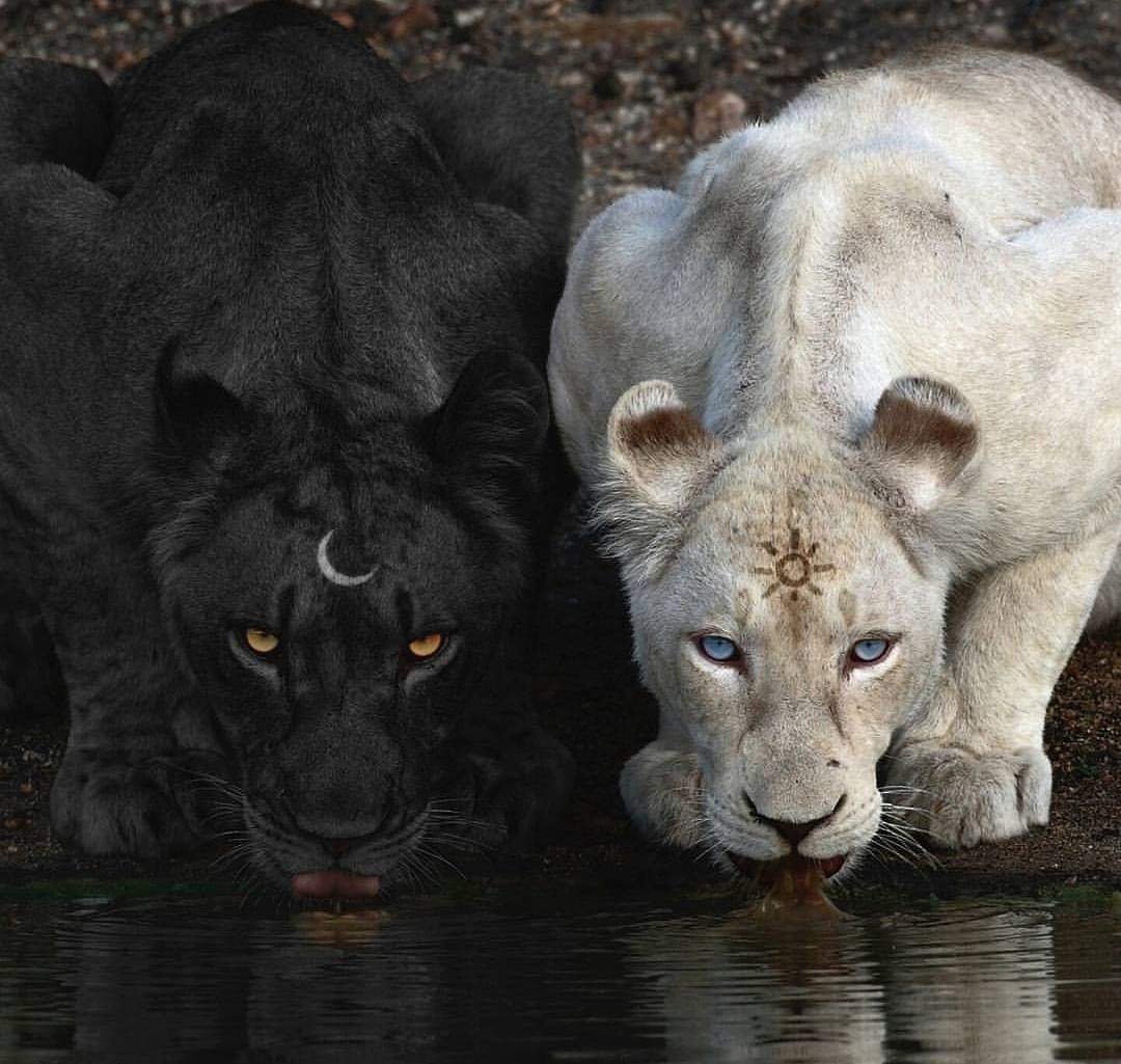 Пантера альбинос