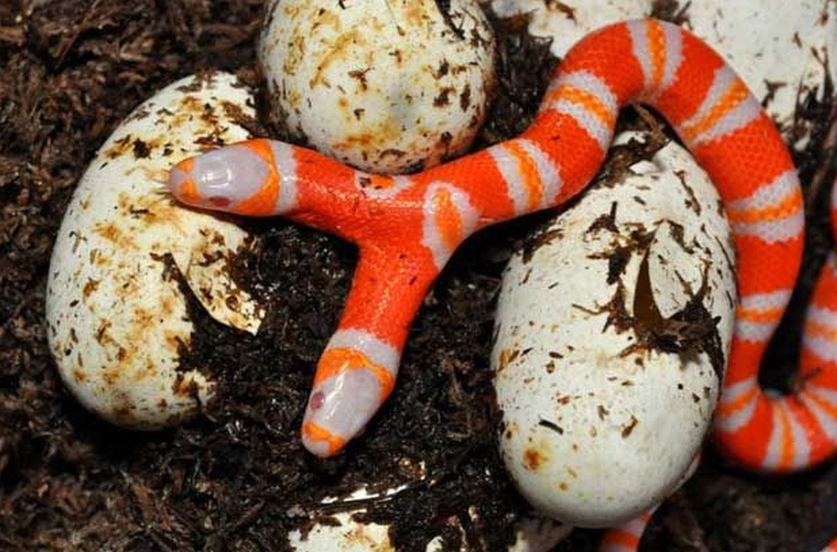 Какие яйца змей. Двухголовая Гондурасская молочная змея. Гондурасская молочная змея альбинос.