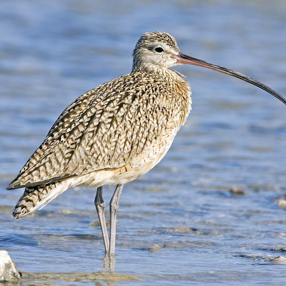 Кулик кроншнеп