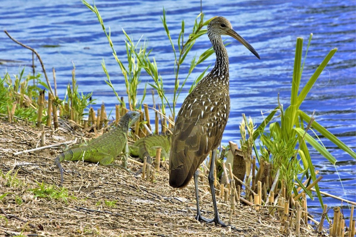 Болотная птица с длинными ногами