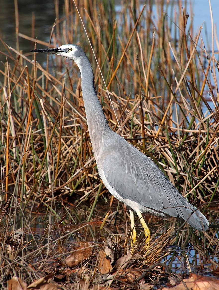 Цапля серая Болотная