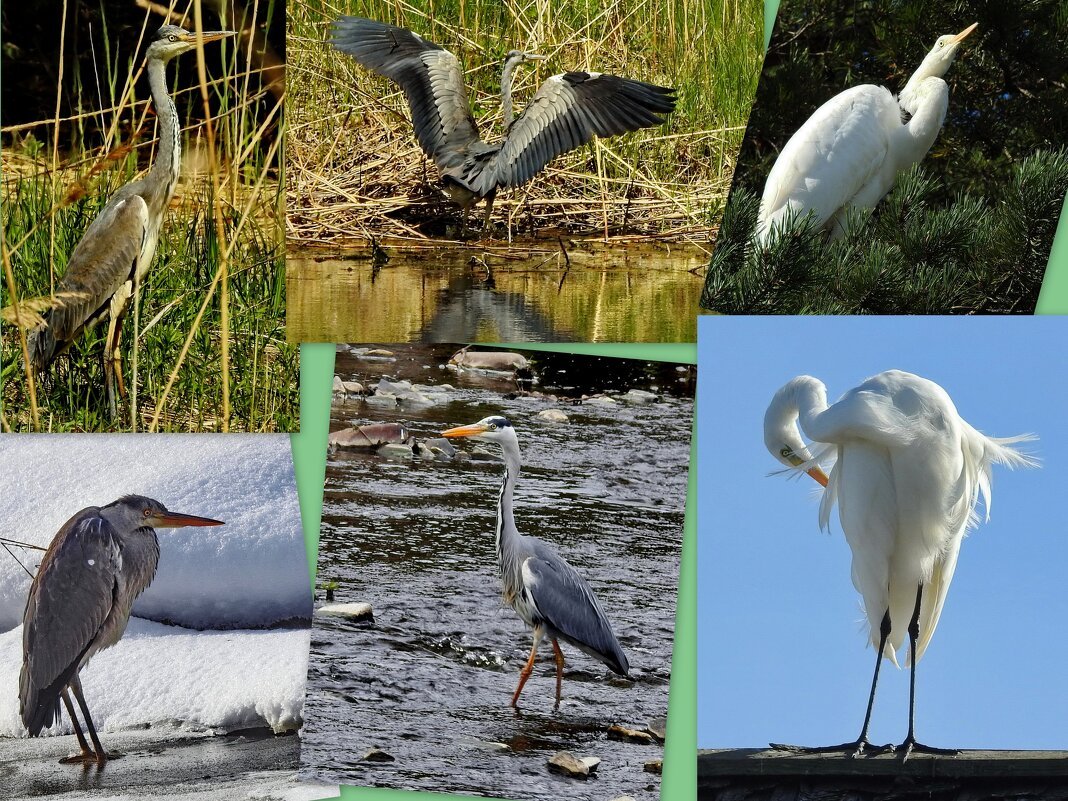 Коллаж болото