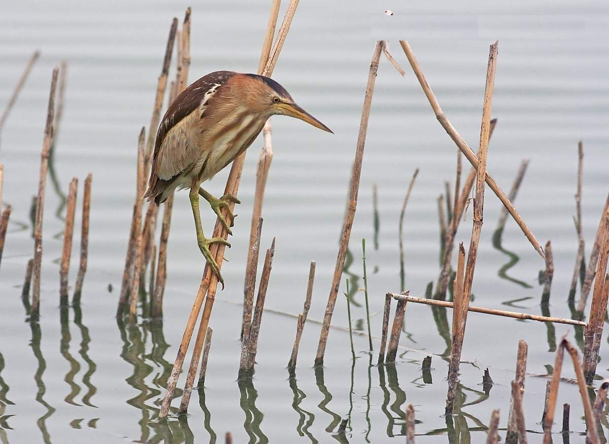 Болотная выпь крик