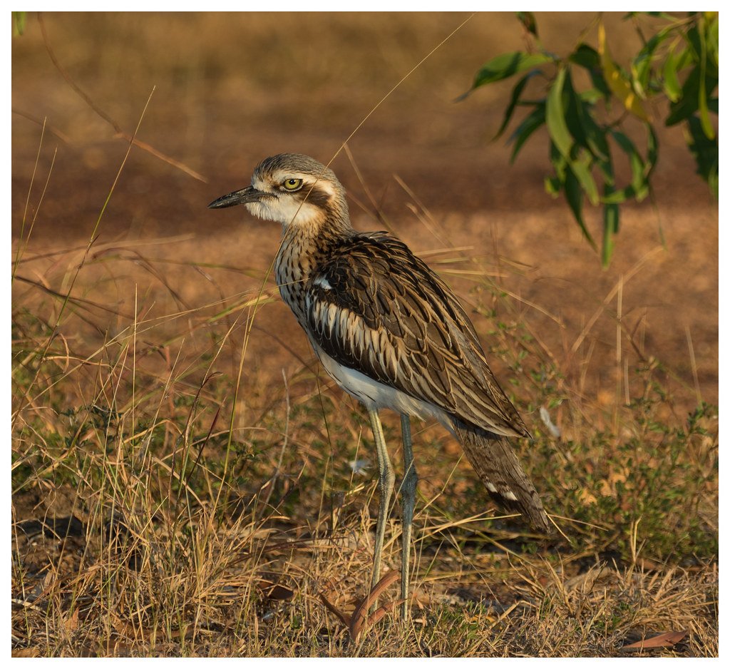 Австралийская авдотка