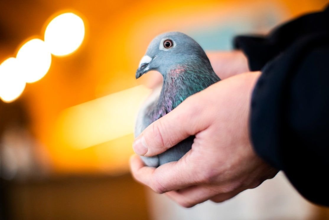 Люттихский голубь