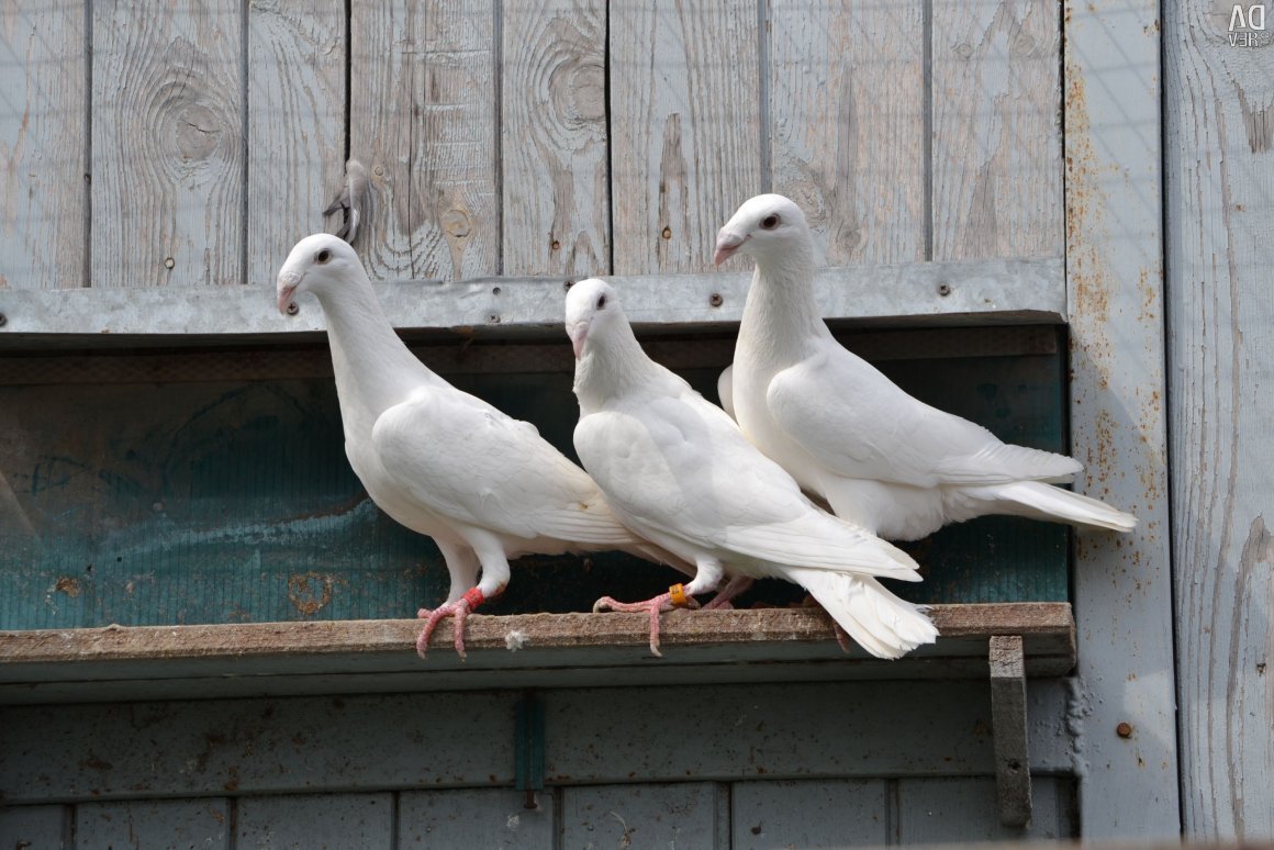 Голуби породы почтари