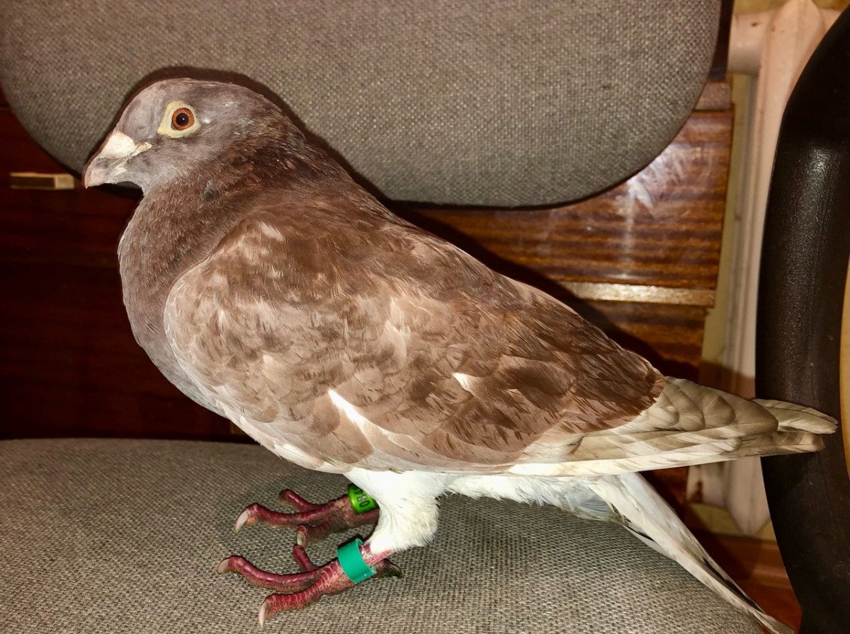 Птицы в Кирове редкие