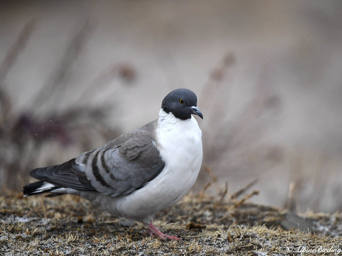 Белогрудый голубь Columba