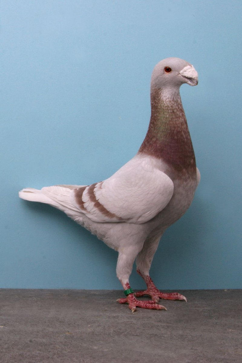 Голуби породы Каплан