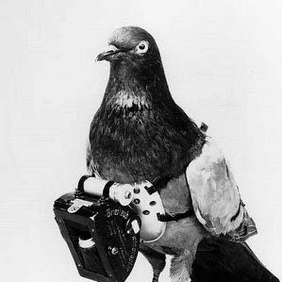 Голуби герои Великой Отечественной войны