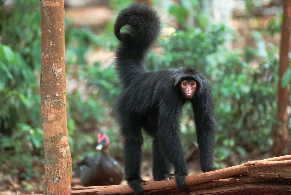 Коата обезьяна