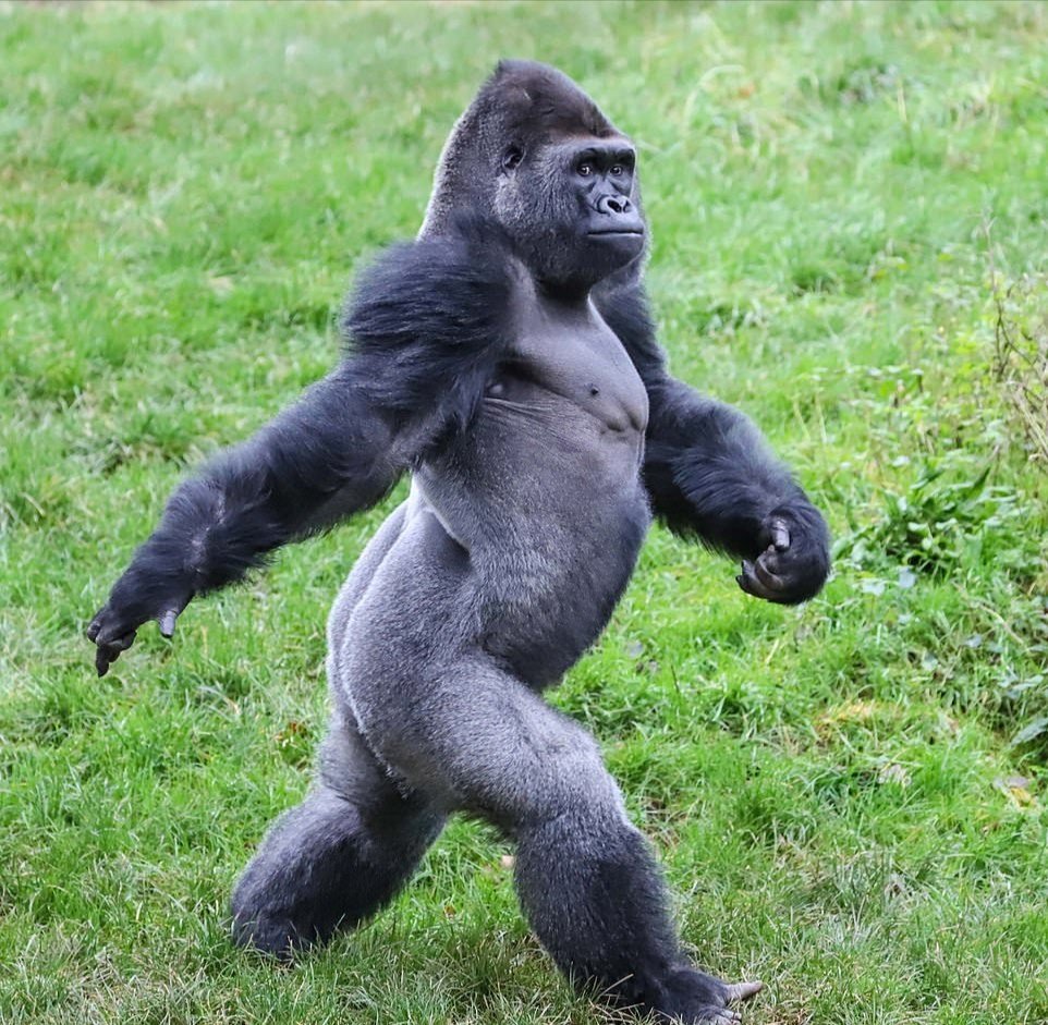 Горилла, самец