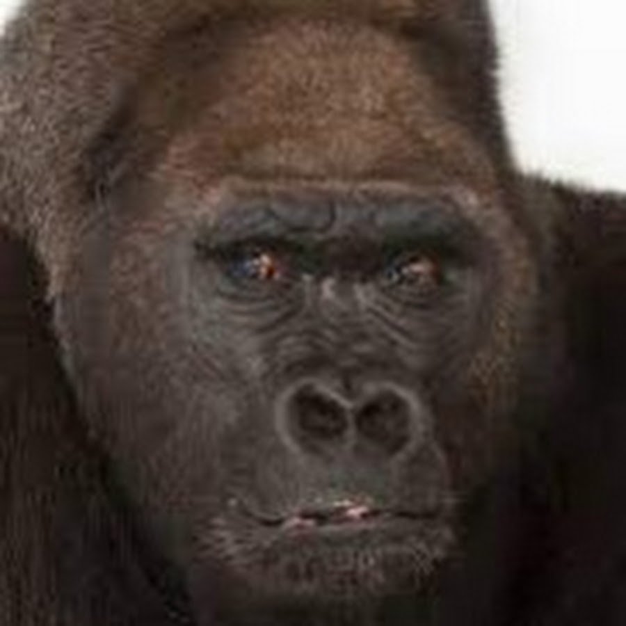 Коричневая горилла