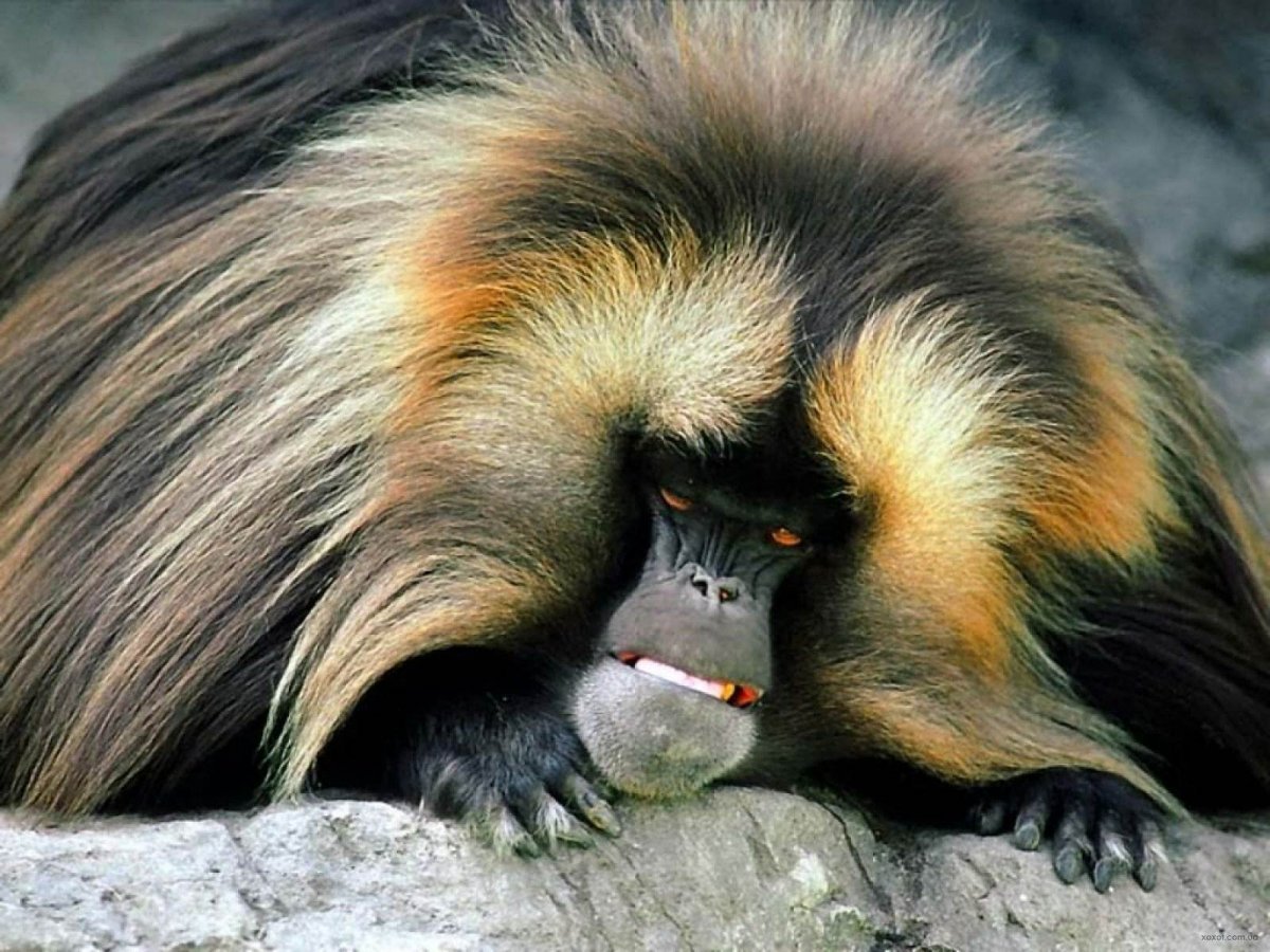 Мохнатая обезьяна