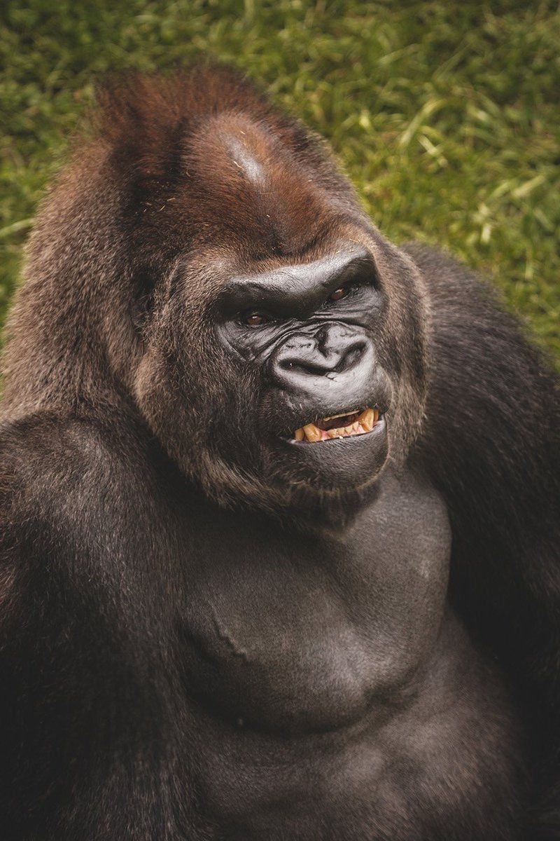 Альфа самец гориллы
