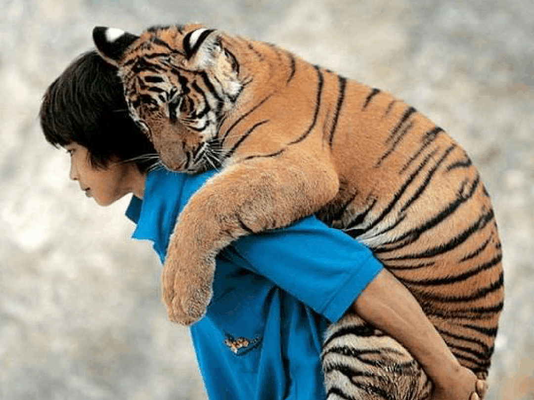 Тигр обнимается с человеком
