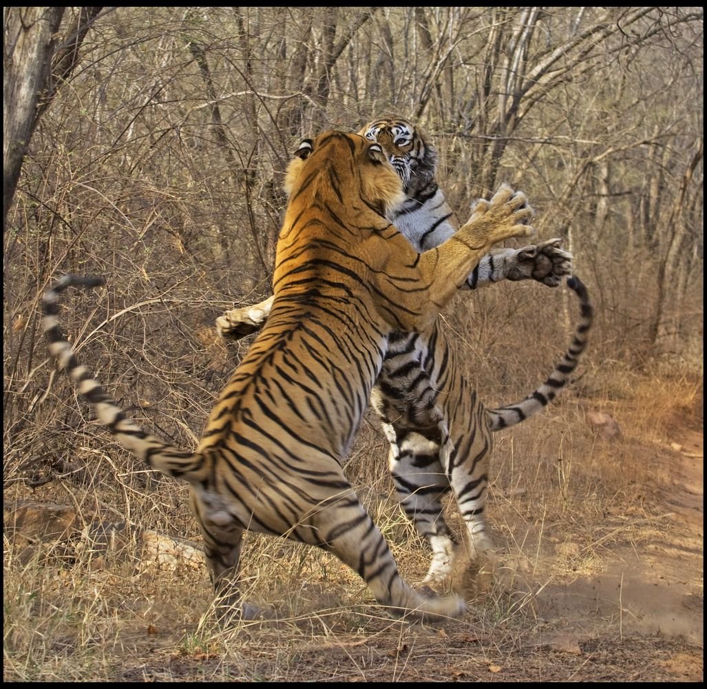 Тигр со спины