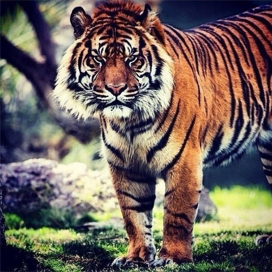 Взгляд показывает силу души