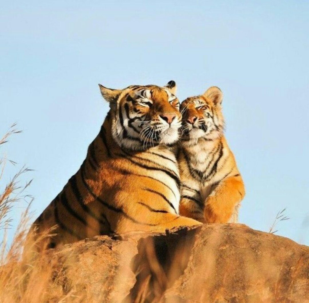 Тигры любовь