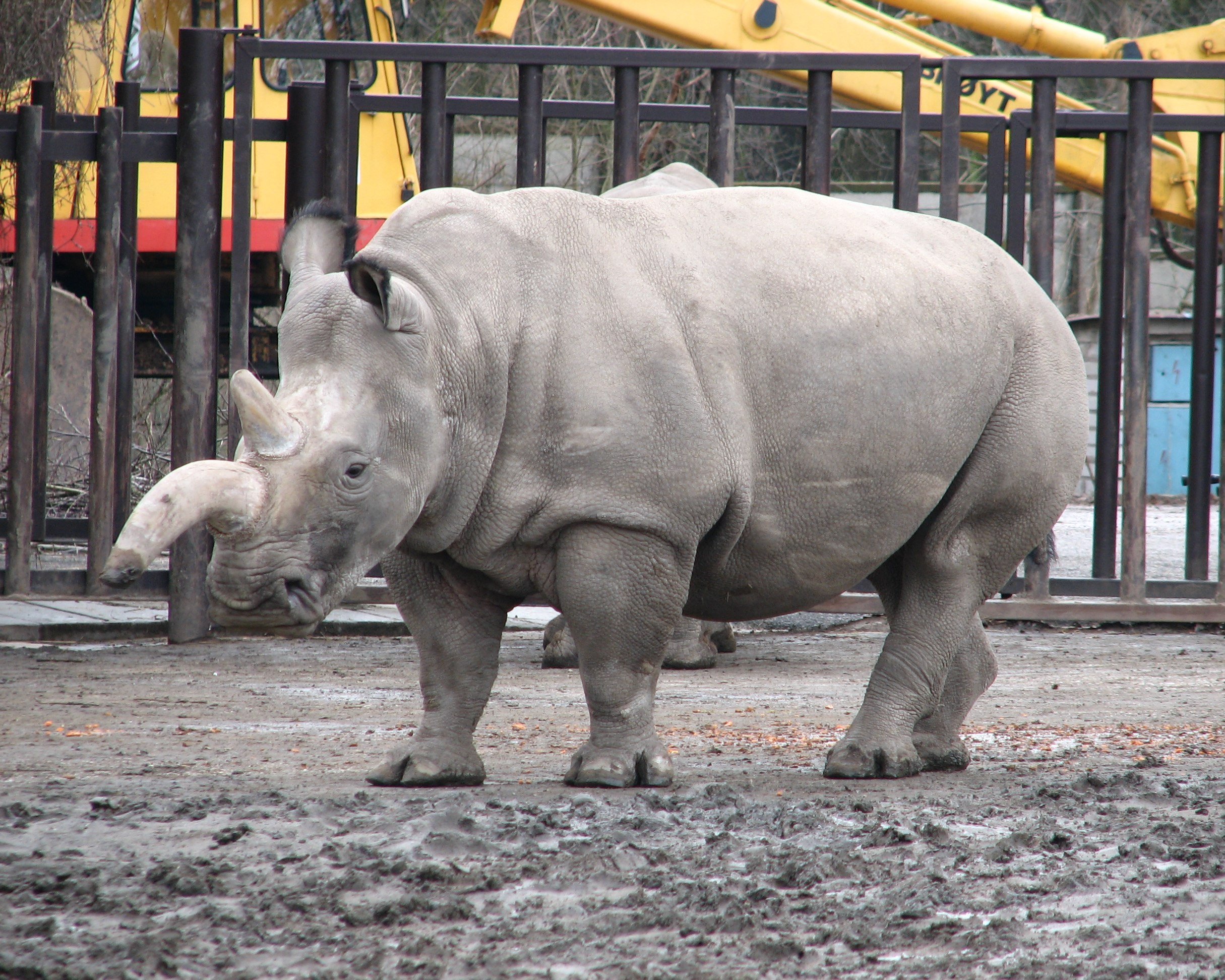 Белый носорог сколько осталось. Белый носорог. Белый носорог вымер. Северный белый носорог вымер. Белый носорог Судан.