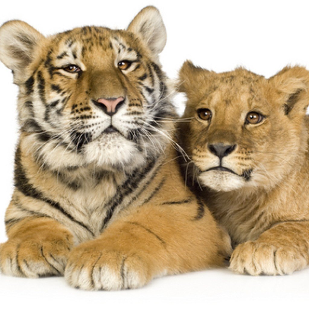 Львица и тигрица отличие