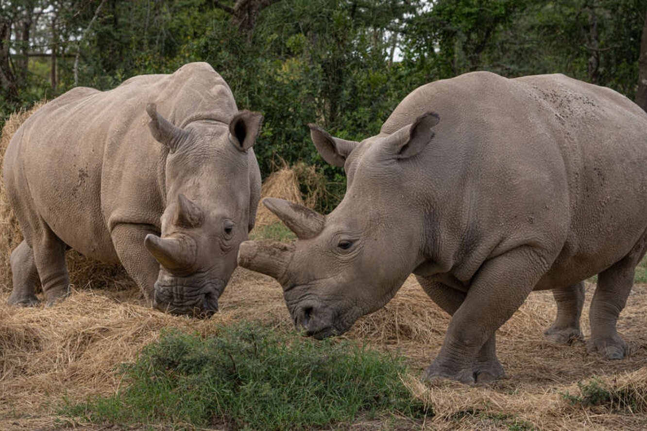Наджин белый носорог. Северный белый носорог вымер. Кения носорог. Вымершие Носороговые.