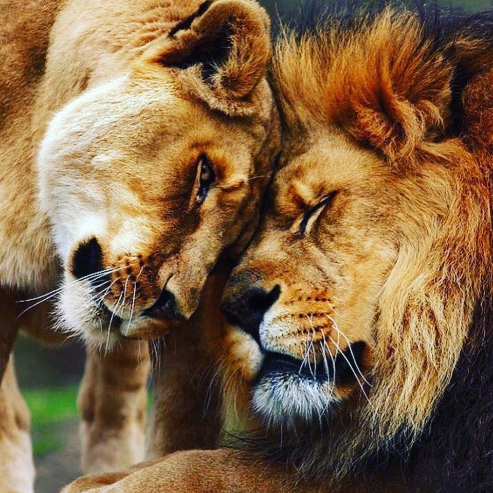 Лев и львица фото
