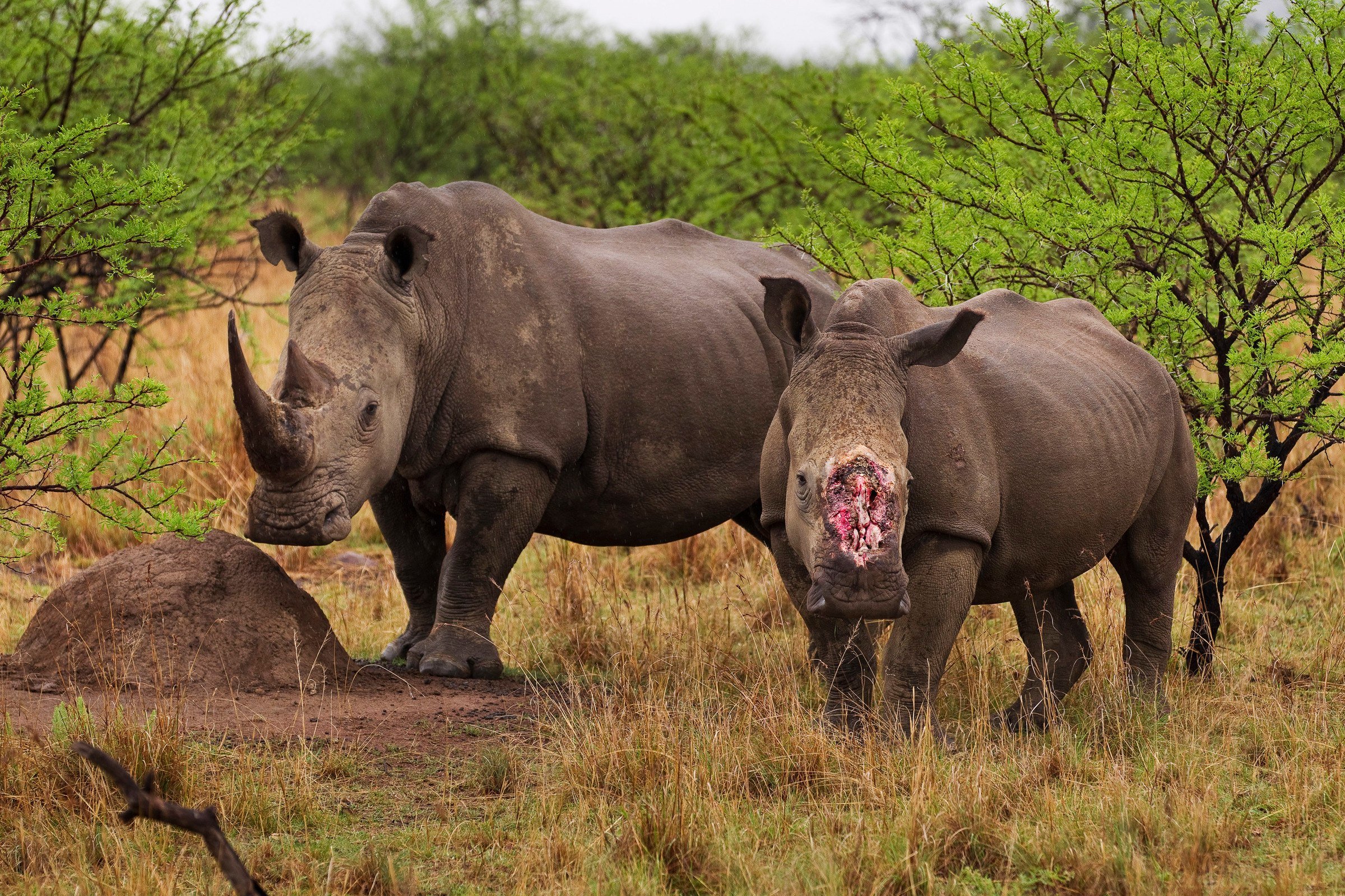 Бело черный носорог. Африканский белый носорог. Северный белый носорог вымер. Судан (носорог). Белый носорог вымирание.