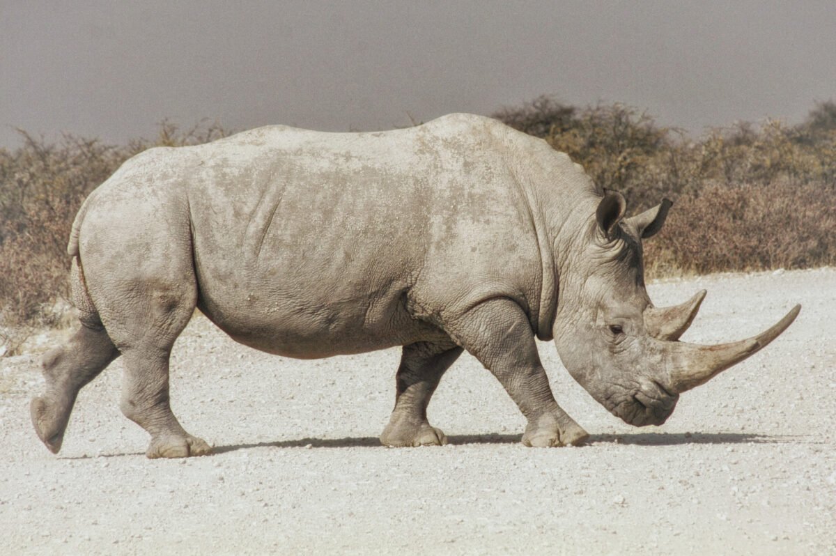 Ceratotherium simum