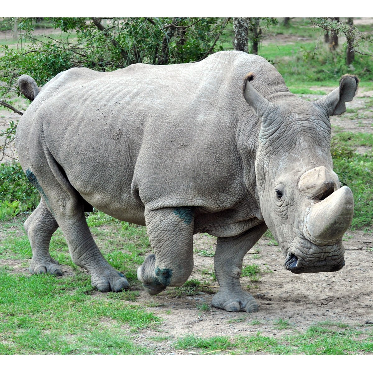 Белый носорог (Ceratotherium simum)