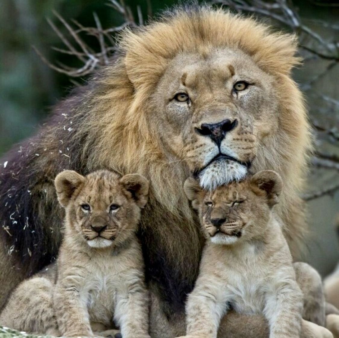 Лев львица и Львенок