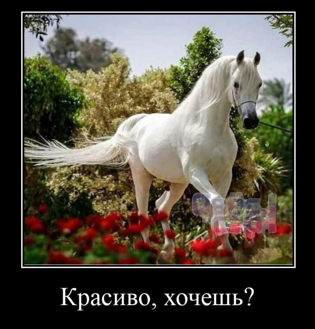 Красивый конь