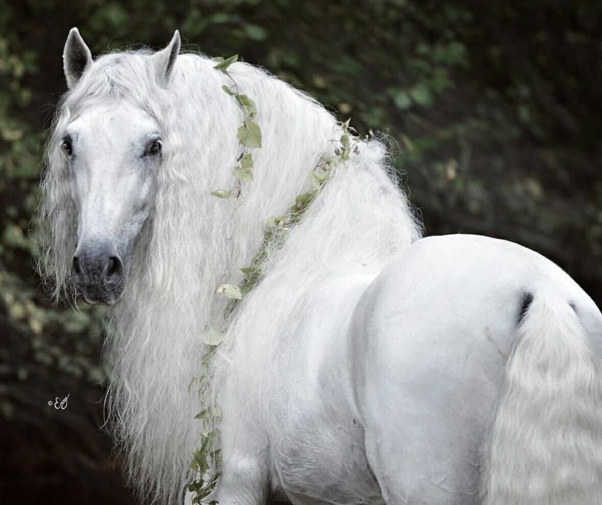 Андалузская лошадь белоснежная