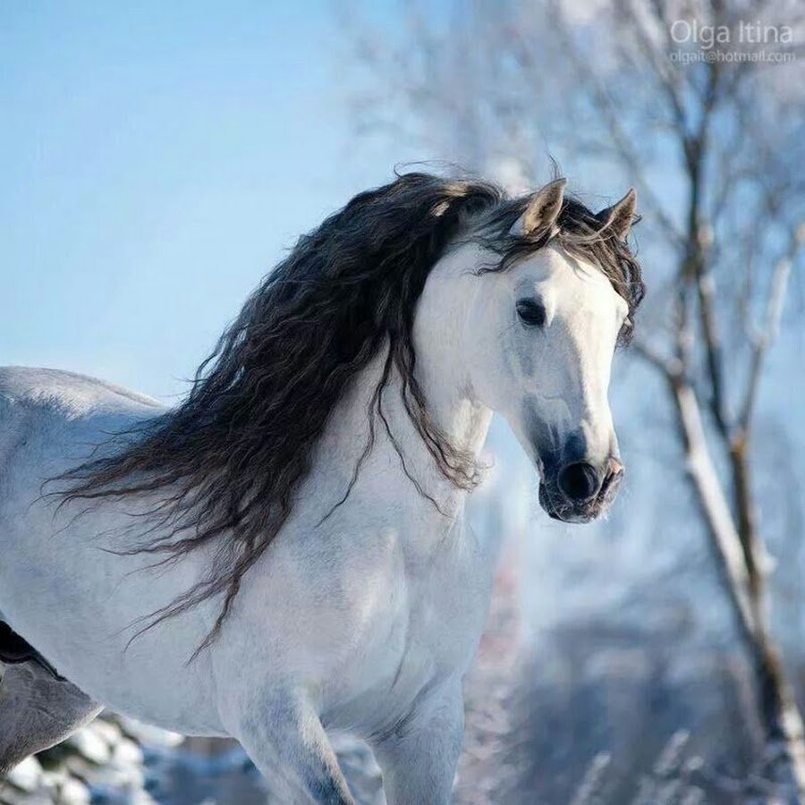 Андалузская голубая