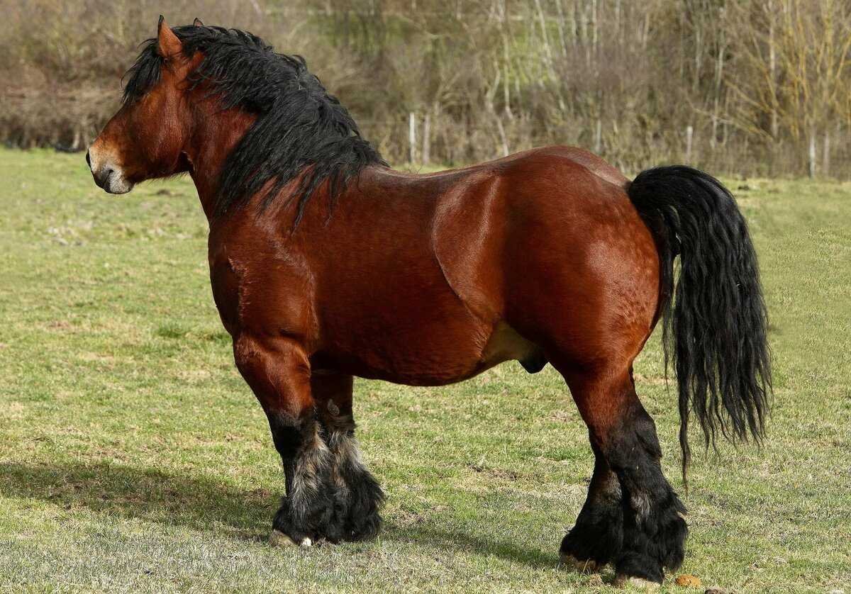 Лошадь тяжеловоз Битюг