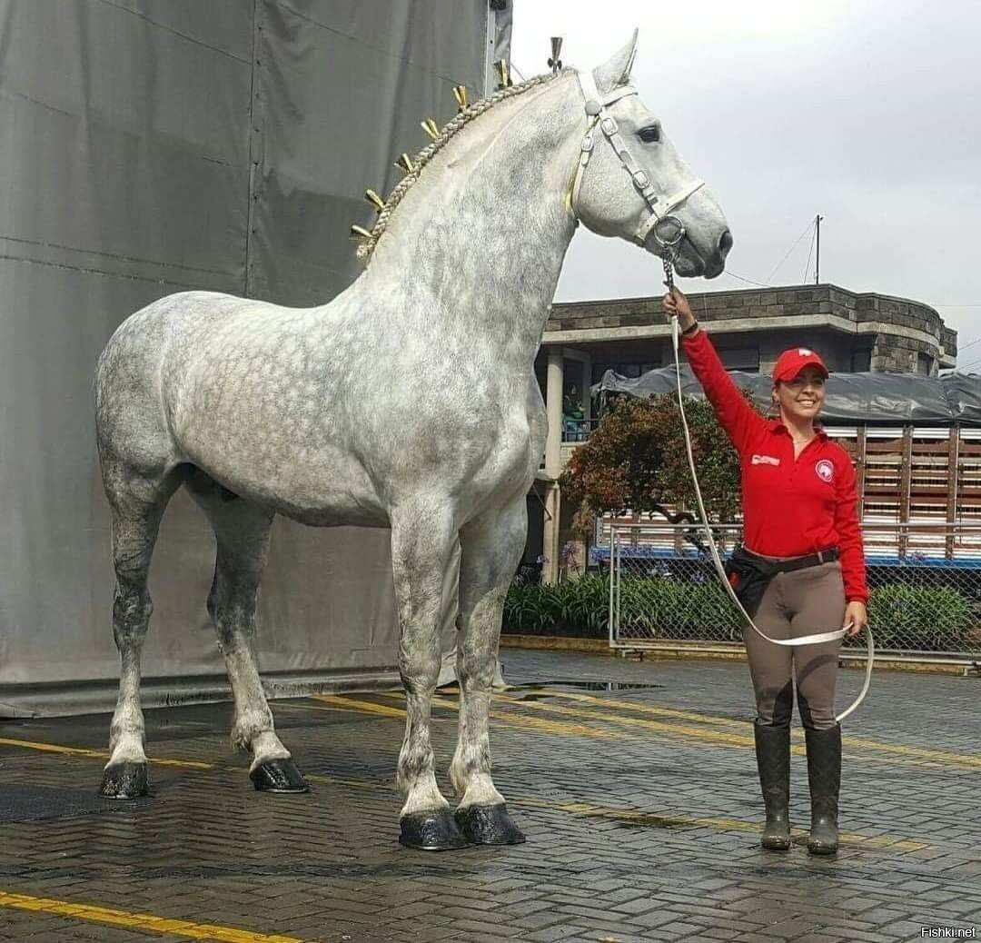 Французский тяжеловоз Першерон